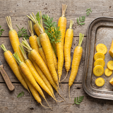 Solar Yellow Carrot Seeds Biennial Compact Yellow for Culinary