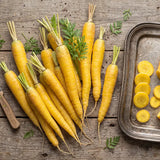 Solar Yellow Carrot Seeds Biennial Compact Yellow for Culinary