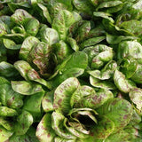Speckled Heirloom Lettuce Seeds Annual Compact Green for Salads