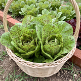 Speckled Heirloom Lettuce Seeds Annual Compact Green for Salads