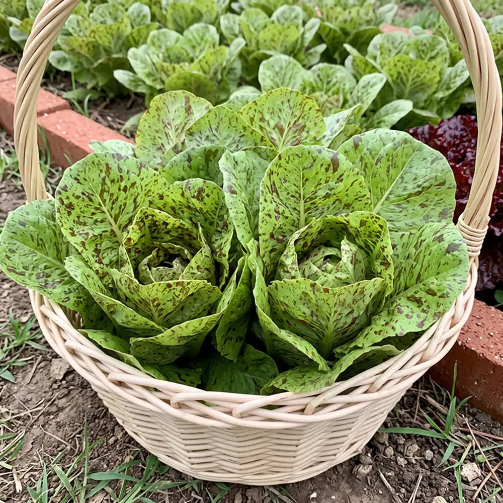 Speckled Heirloom Lettuce Seeds Annual Compact Green for Salads