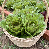 Speckled Heirloom Lettuce Seeds Annual Compact Green for Salads
