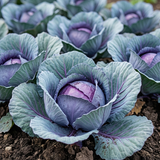 Stellar Blue Red Cabbage Seeds Biennial Compact Purple for Culinary