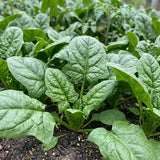 Summer-Survivor New Zealand Spinach Seeds Annual Compact Green for Salads