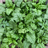 Summer-Survivor New Zealand Spinach Seeds Annual Compact Green for Salads