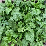 Summer-Survivor New Zealand Spinach Seeds Annual Compact Green for Salads