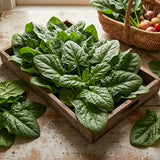 Summer-Survivor New Zealand Spinach Seeds Annual Compact Green for Salads