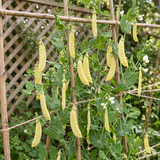 Sunshine Golden Snow Pea Seeds Annual Climbing Yellow for Culinary