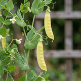 Sunshine Golden Snow Pea Seeds Annual Climbing Yellow for Culinary
