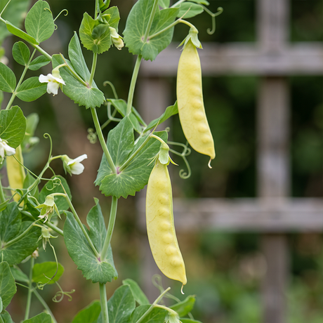Sunshine Golden Snow Pea Seeds Annual Climbing Yellow for Culinary
