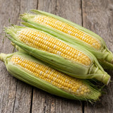 Maíz dulce Moonshine F1