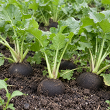 Heirloom Black Spanish Radish Seeds Round Compact White Flesh