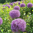 Semillas de plantas de bonsái de Allium gigante para jardín al aire libre, hermosas flores