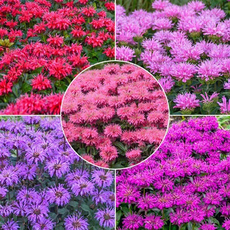 Bee Balm Collection