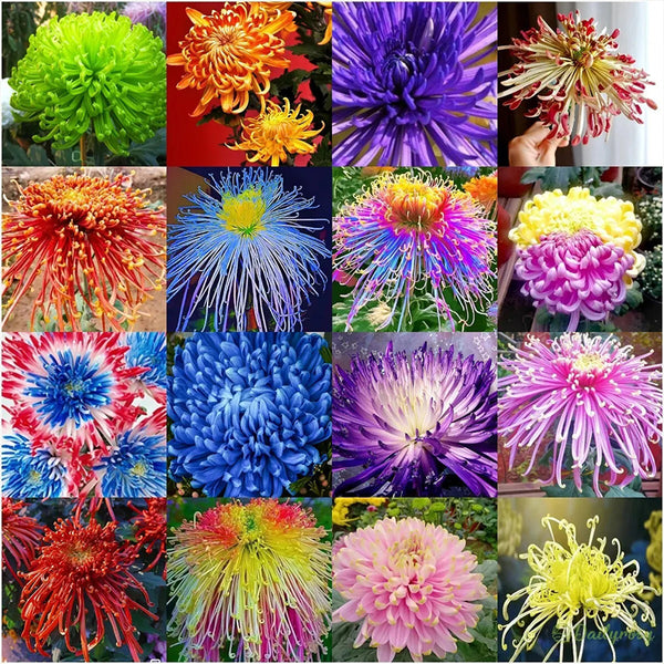 Beautiful Rare Spider Chrysanthemum Very Easy