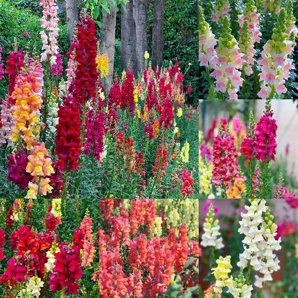 Mixed Color Cut Snapdragon flower Seeds