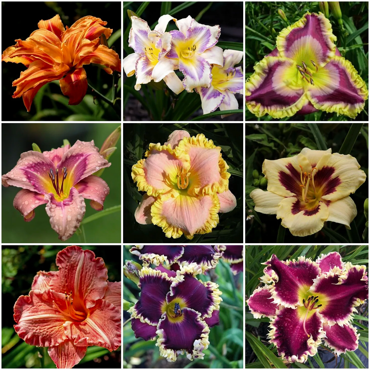 Daylily Hybrid Flowers Seeds, Hemerocallis Hybrid