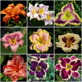 Daylily Hybrid Flowers Seeds, Hemerocallis Hybrid
