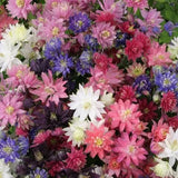 Semillas de flores de pata de gato