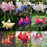 Fuchsia Flowers Seeds Dancing Elf Bonsai
