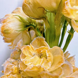 Delphinium Seeds Suitable for autumn & winter