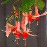 Fuchsia Flowers Seeds Dancing Elf Bonsai