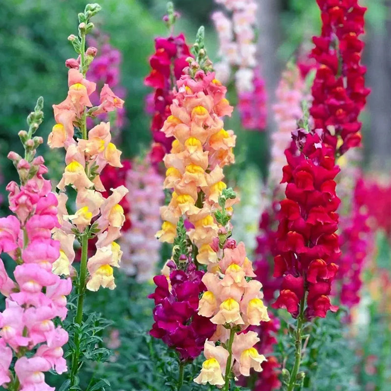 Mixed Color Cut Snapdragon flower Seeds