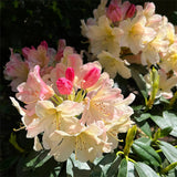 Semillas de azalea alpina, especies raras