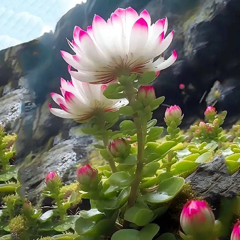 Loto de la fortuna poco común