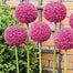Semillas de plantas de bonsái de Allium gigante para jardín al aire libre, hermosas flores
