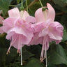 Fuchsia Flowers Seeds Dancing Elf Bonsai