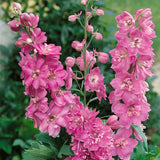 Delphinium Seeds Suitable for autumn & winter