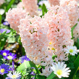 Mixed Color Hyacinth Seeds