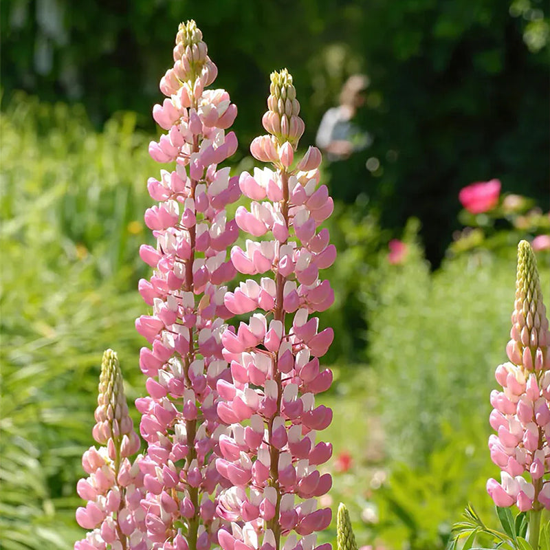 Mixed color Lupine Seeds