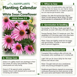 Purple Coneflower Seeds - Hardy Native Perennial Pollinator Flower