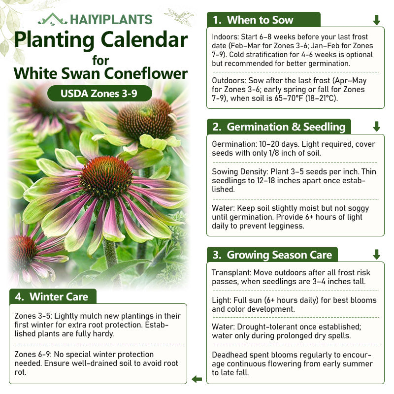 Green Twister Coneflower Seeds - Rare Pink & Lime Hardy Perennial Pollinator Flower