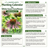 Green Twister Coneflower Seeds - Rare Pink & Lime Hardy Perennial Pollinator Flower