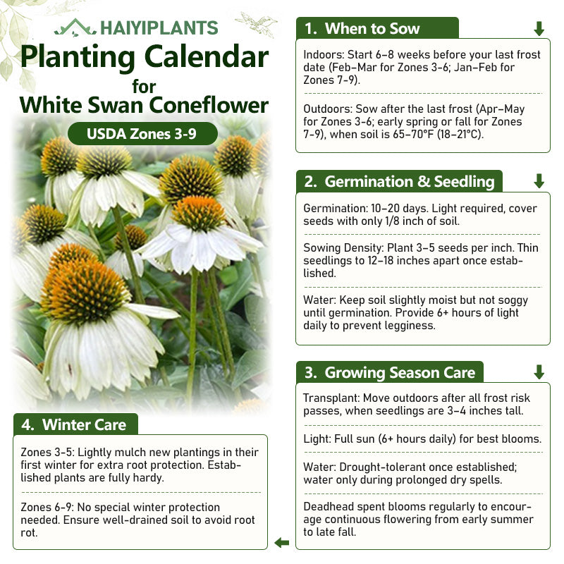 White Swan Coneflower Seeds - Hardy Perennial Pollinator Flower