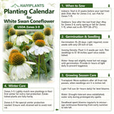 White Swan Coneflower Seeds - Hardy Perennial Pollinator Flower