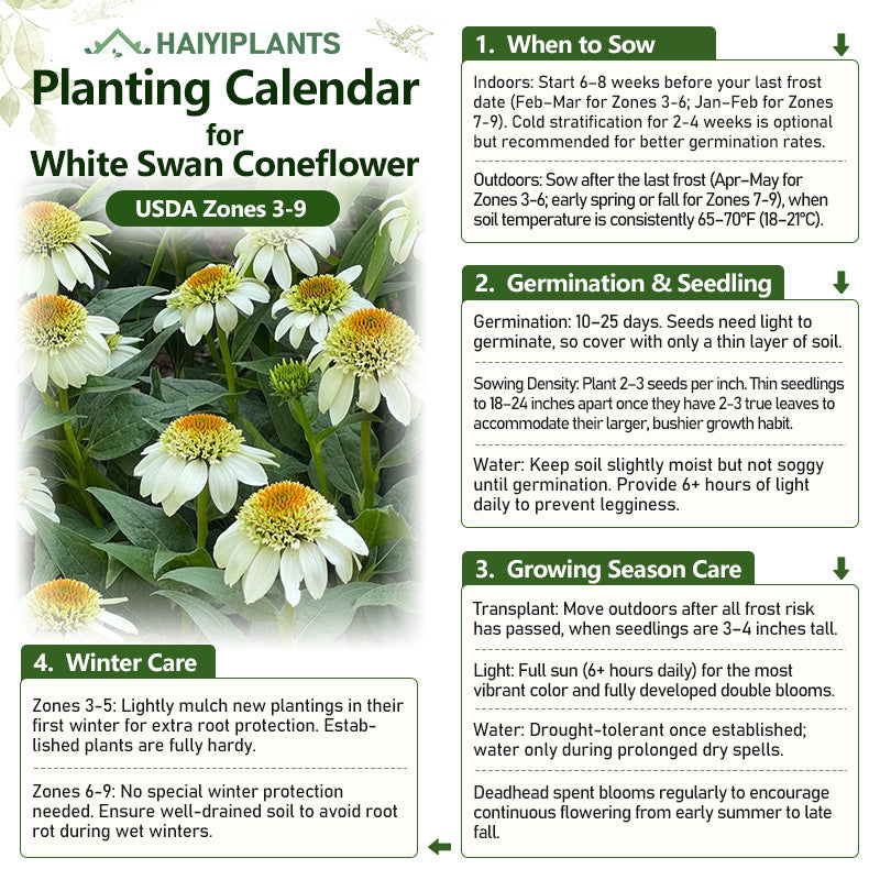 Coconut Lime Coneflower Seeds - Rare White & Green Hardy Perennial Pollinator Flower