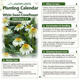 Coconut Lime Coneflower Seeds - Rare White & Green Hardy Perennial Pollinator Flower