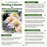 Pink Lemonade Coneflower Seeds - Rare Pink & Green Hardy Perennial Pollinator Flower