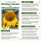 Yellow Coneflower Seeds - Bright Hardy Perennial Pollinator Flower