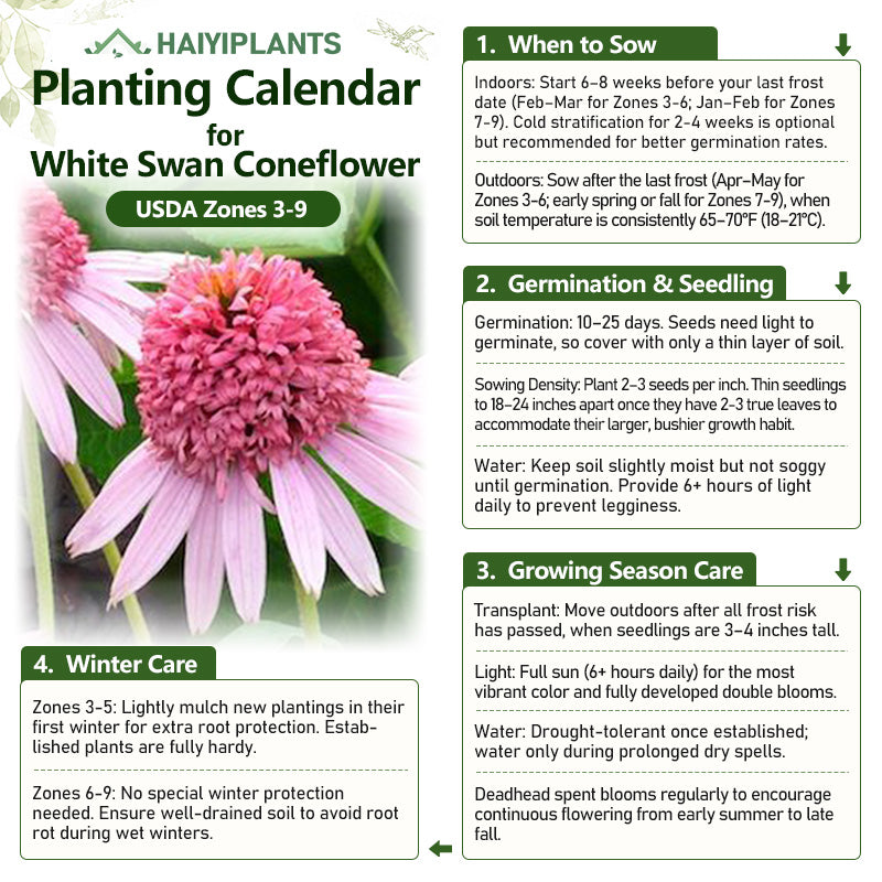 Double Pink Coneflower Seeds - Rare Hardy Perennial Pollinator Flower