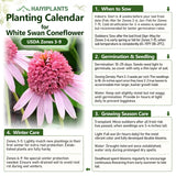 Double Pink Coneflower Seeds - Rare Hardy Perennial Pollinator Flower