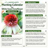 Double Bicolor Coneflower Seeds - Rare Hardy Perennial Pollinator Flower