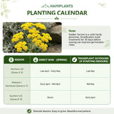 Golden Yarrow (Achillea filipendulina) Seeds