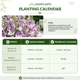 Bicolor Lavender & White Summer Snapdragon (Angelonia angustifolia) Seeds