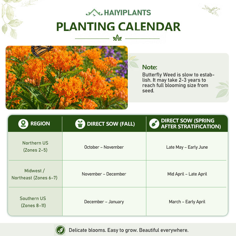 Orange Butterfly Weed (Asclepias tuberosa) Seeds