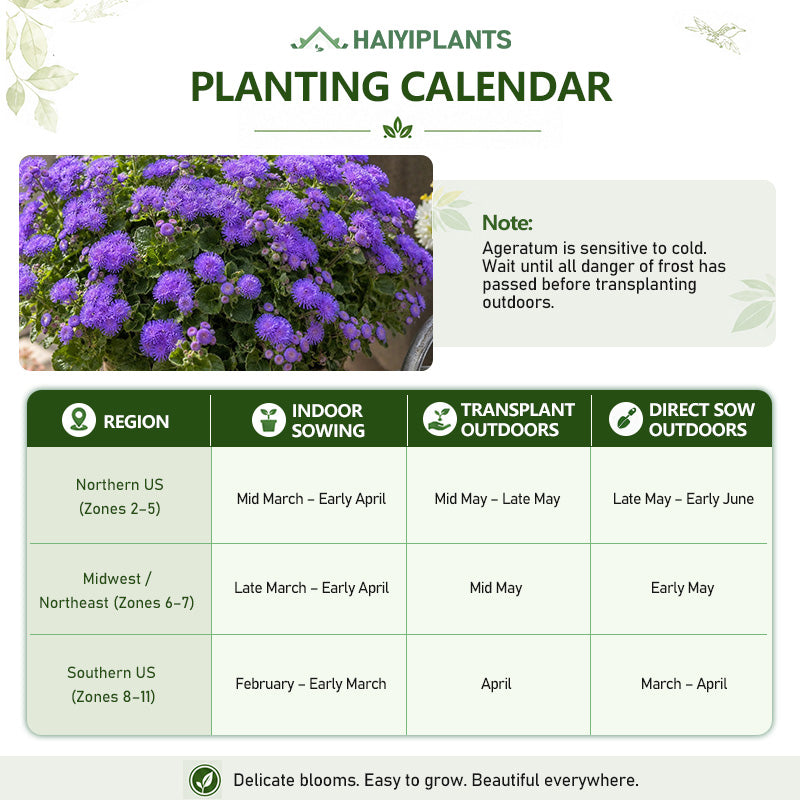 Vibrant Purple Floss Flower (Ageratum) Seeds